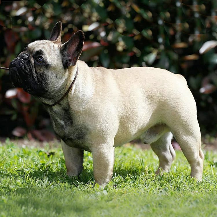 Carballeira D’Guia Bastian
